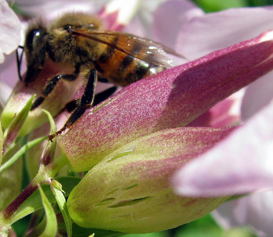 Impollinazione...ma non solo...(perforazione del calice)